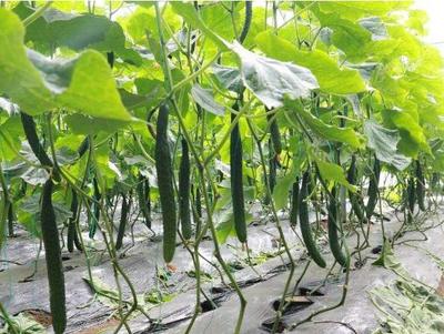 發展種植新型生態農業，他一年就賺了十萬元