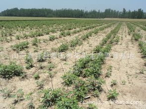 供應適合浙江種植的無花果苗 品種、價格、廠商與種植指導盡在農苗網(wǎng)