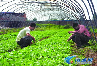 定鼎農(nóng)業(yè) 聚焦農(nóng)業(yè)行情與種養(yǎng)技術(shù)，助力農(nóng)民致富與農(nóng)企發(fā)展