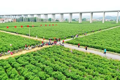 科技引領，智慧農(nóng)業(yè)培育新篇章——△市農(nóng)業(yè)農(nóng)村局推進現(xiàn)代農(nóng)業(yè)發(fā)展紀實