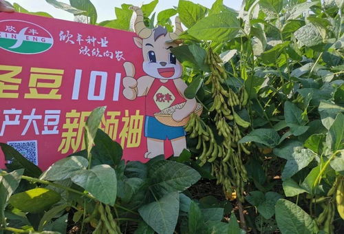 圣豆101創(chuàng)高產(chǎn)紀錄 畝產(chǎn)超300公斤引領農(nóng)業(yè)培育新突破